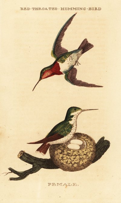 Ruby-throated kolibri, Archilochus colubris af George (after) Edwards