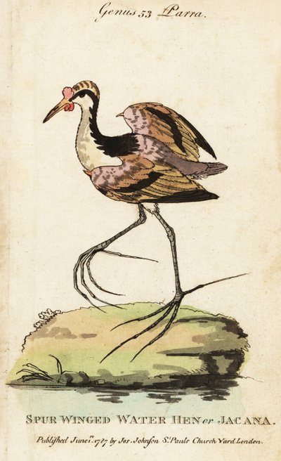 Wattled jacana, Jacana jacana af George (after) Edwards