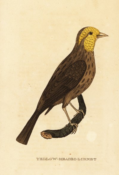 Gul gronæb, Pheucticus chrysopeplus af George (after) Edwards