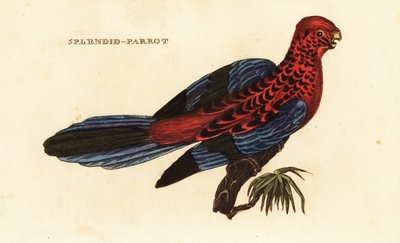 Crimson Rosella, Platycercus elegans af George (after) Shaw