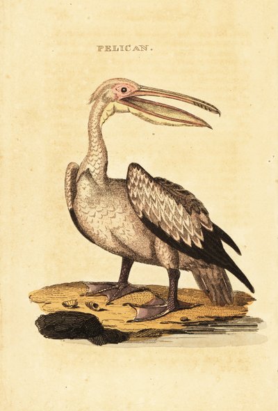 Stor hvid pelikan, Pelecanus onocrotalus af George (after) Shaw