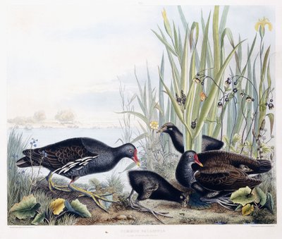 Almindelig Gallinule (Moorhen) (Han, hun og ung), ca. 1841 (håndfarvet gravering) af George (after) Shield
