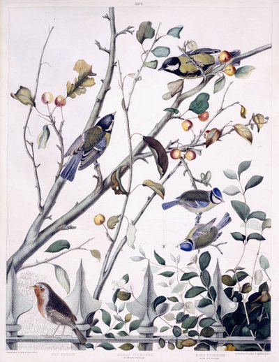 Rødt bryst (Robin), Stormejse (han og hun) og blå mejs (han og hun), ca. 1841 (håndfarvet gravering) af George (after) Shield