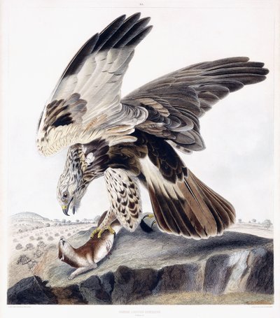 Rubenet musvåge (hun), ca. 1841 (håndfarvet gravering) af George (after) Shield
