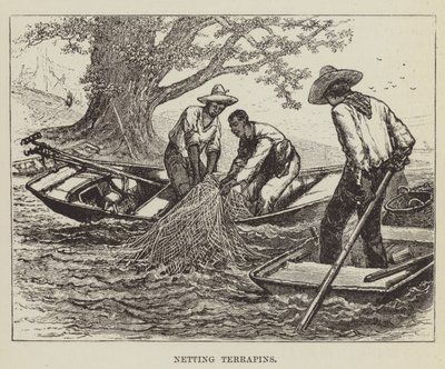 Netsætning af terrapiner af George Augustus Sala