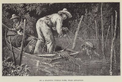 På en snappeskildpaddefarm nær Annapolis af George Augustus Sala