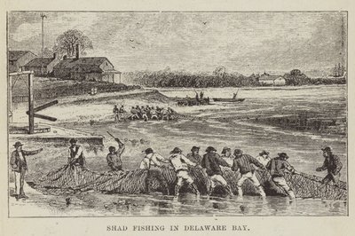Shad-fiskeri i Delaware Bay af George Augustus Sala