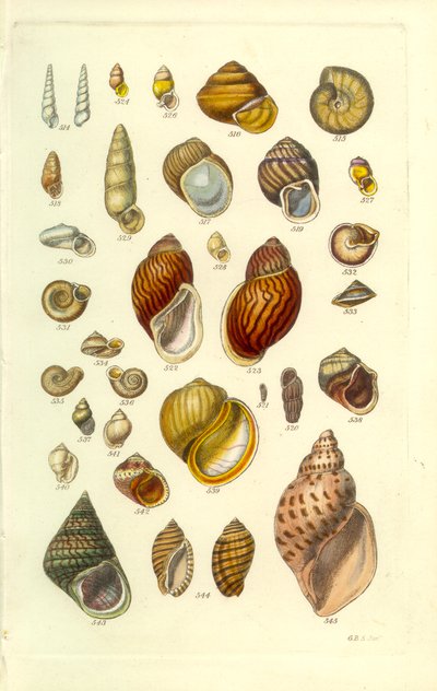 Conchological Manual Plate 25. Farverige landskaller af George B. Sowerby