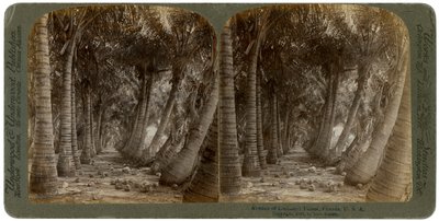 Avenue of coconut palms, Florida, USA, 1891. af George Barker