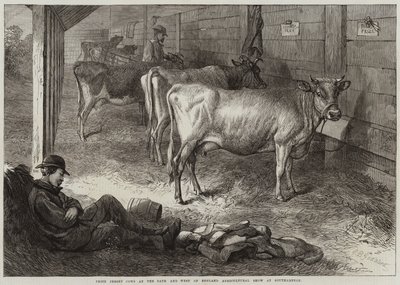 Præmie Jersey-køer ved Bath and West of England Agricultural Show i Southampton af George Bouverie Goddard