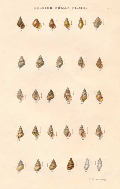 British Shells, c1859. af George Brettingham Sowerby