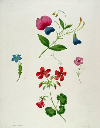 En illustration fra 