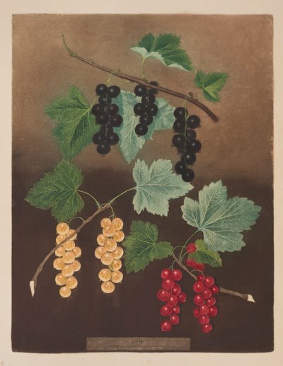 Ribs: Solbær og store hollandske røde og hvide ribs (pl.5) fra 