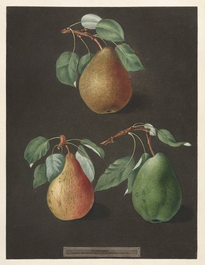 Pomona Britannica: nr. 82 - Pærer af George Brookshaw