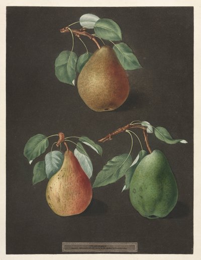 Pomona Britannica: nr. 82 - Pærer, 1807. af George Brookshaw