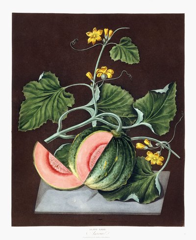 Græskar, 1812 af George Brookshaw