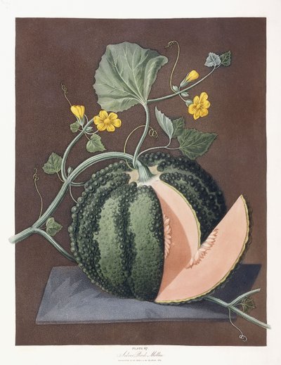 Silver Rock Melon, 1812 af George Brookshaw