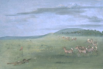 Antilopeskydning med lokkedue af George Catlin