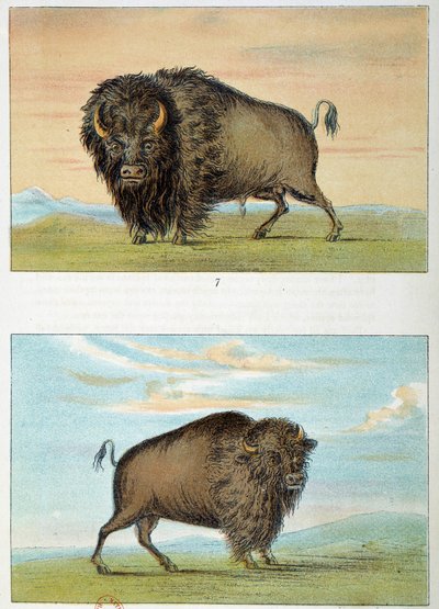 Bison, mand og kvinde, USA. Illustration af George Catlin (1794-1872) af George Catlin