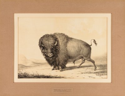 Buffalo Bull - nr. 2 af George Catlin