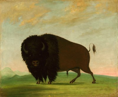 Buffalo Bull, Græsning på prærien, 1832-1833. af George Catlin