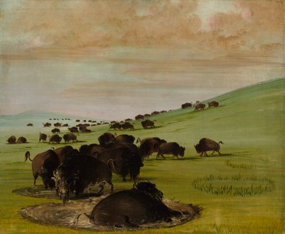 Buffalo Bulls in a Wallow, 1837-1839. af George Catlin