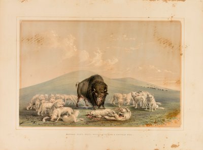 Bøffeljagt, hvide ulve angriber en bøffeltyr - nr. 10 af George Catlin