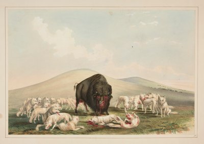 Bøffeljagt, hvide ulve angriber en bøffeltyr, pl. 10 fra North American Indian Portfolio af George Catlin