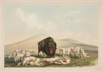 Bisonjagt, hvide ulve angriber en bisontyr, tavle 10 fra portfoliet om nordamerikanske indianere af George Catlin