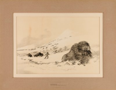 Døende bøffel - nr. 17 af George Catlin
