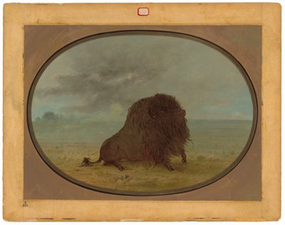 Døende Buffalo Bull af George Catlin