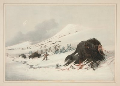Døende Buffalo Bull, i Snow Drift, pl. 17 fra North American Indian Portfolio af George Catlin