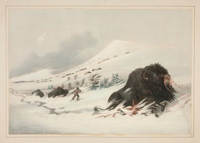 Døende bisontyr i en snedrive, tavle 17 fra Porteføljen over nordamerikanske indianere af George Catlin