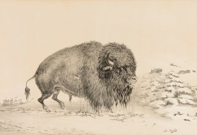 Alvorligt såret bøffel - nr. 16 af George Catlin