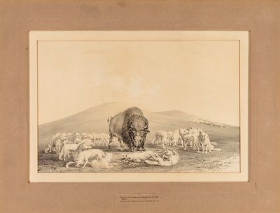 Hvide ulve angriber gamle bøfler - nr. 10 af George Catlin