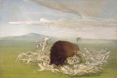 Hvide ulve angriber en bøffeltyr af George Catlin