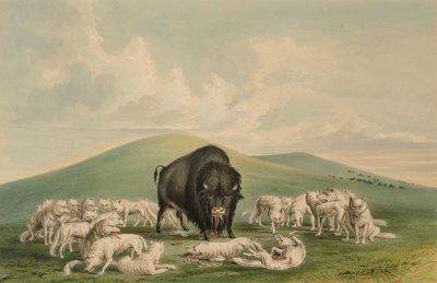 Hvide ulve angriber en bisonokse af George Catlin