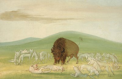 Såret bøffeltyr omgivet af hvide ulve, 1832-1833. af George Catlin