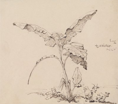 Geder under et banantræ af George Chinnery