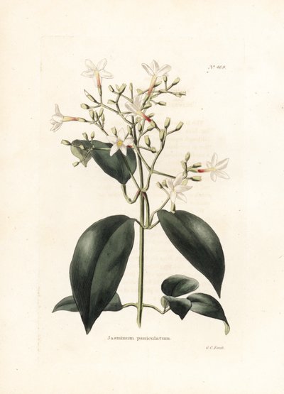 Jasmin (Jasminum paniculatum) - Litografi af George Cooke, for det britiske magasin Conrad Loddiges Botanical Cabinet (1738-1826) af George Cooke