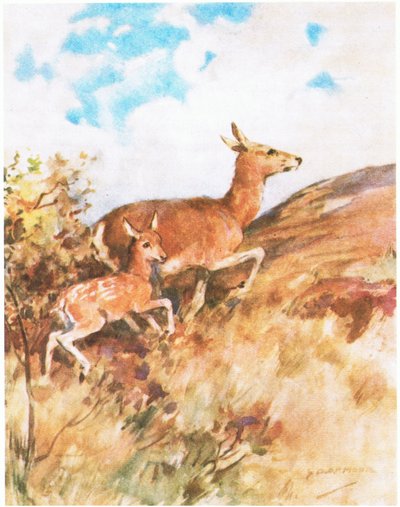 Tawny vendte sig og flygtede og opfordrede Rusty til at følge hende (farve litho) af George Denholm Armour