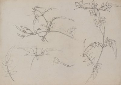 Botanisk tegning af George Dutch Davidson