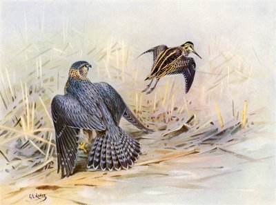 Dobbeltbekkasin forbigået af en Merlin (farvelitografi) af George Edward (after) Lodge