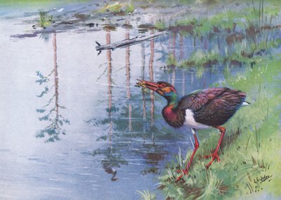 Sort stork (litografi) af George Edward Lodge