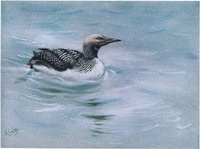 Sortstrubet lom (litografi) af George Edward Lodge