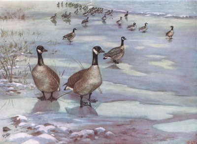 Canadagæs (litografi) af George Edward Lodge