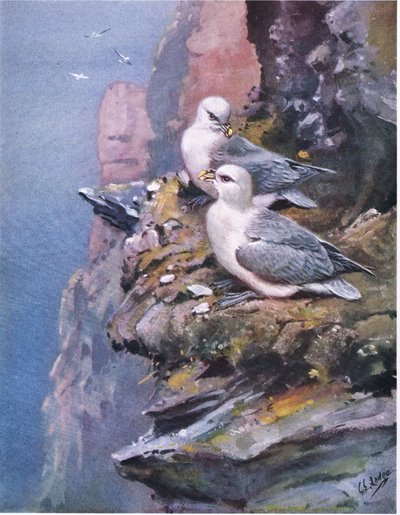Stormfugle (litografi) af George Edward Lodge
