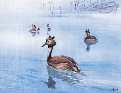 Toppet lappedykker (litografi) af George Edward Lodge