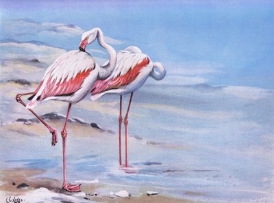 Stor flamingo (litografi) af George Edward Lodge