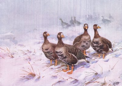 Grønlandsk hvidskægget gås (litografi) af George Edward Lodge